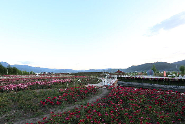 �ʻ�õ�廨��ֲ��