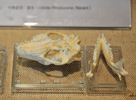 �������ͷ��