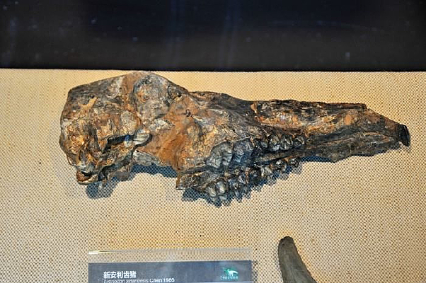新安利齿猪