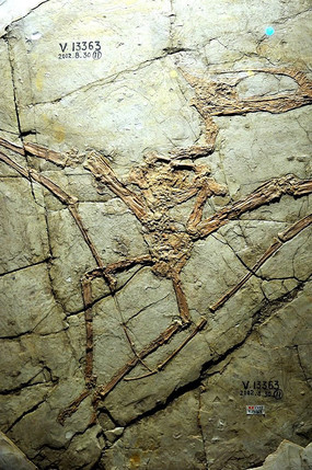 ������������