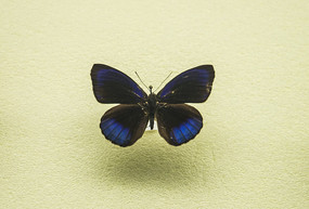 �����̵�