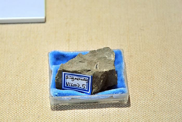 �������ų���