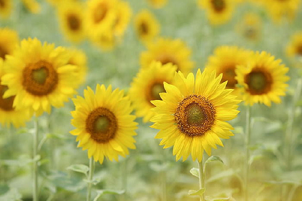 ���ŵ�̫��