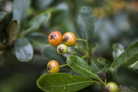 ֦ͷ�Ļ�ɫ����