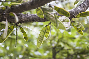 ֦ͷ����ɫ����