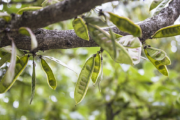 ֦ͷ����ɫ����