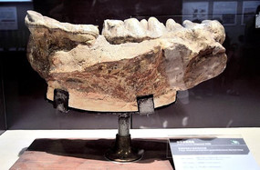 �л��������