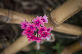 ������Եĺ�ɫ����