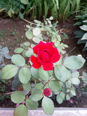 �����Ļ���