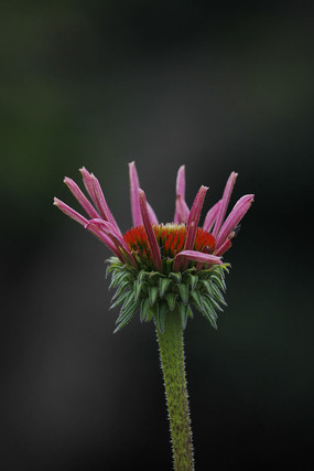 ��ɫ�뿪���ɹ���