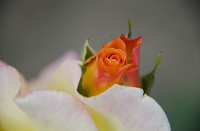 �������ŵĻ�õ��