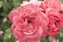 ��ɫ�¼�������