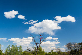 ����״�Ʋ�