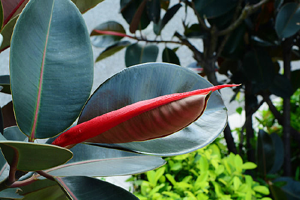 ��Ҷ�еĺ�Ҷ