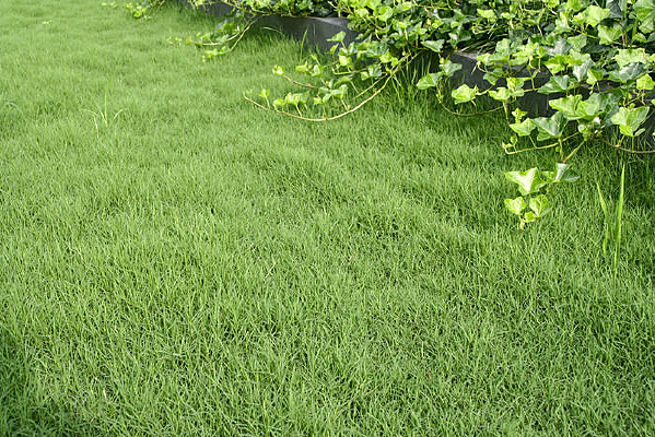 �̵ز�ƺ��ɫֲ��