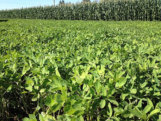 �����͵��仨������