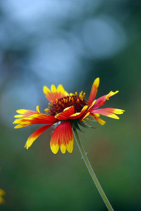 ʢ���Ľ�ߺ�ɫ���˾ջ�