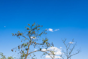 ��֦����Ҷ