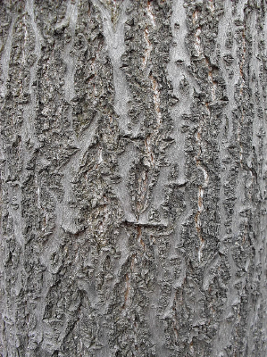 ͩ��Ƥ-�����ز�