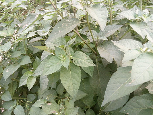 Ұ������