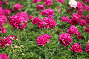 һƬ��ɫ����ҩ��