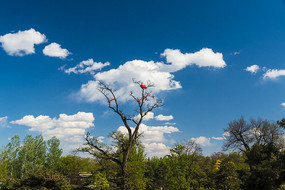 �ƶ������֦