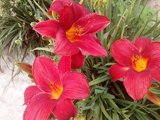 ���綷�޵Ļ���