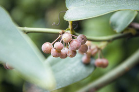 ֦ͷ��һ����ɫ��ʵ