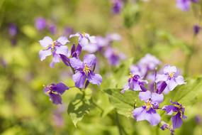 ��ɫ������