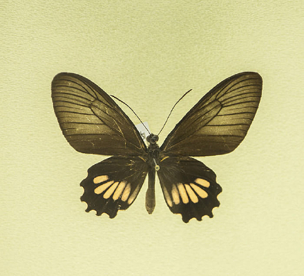 �װ������