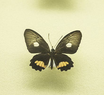 ��÷����