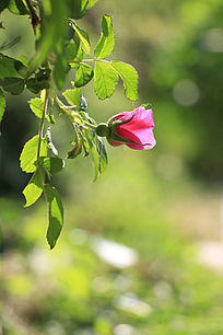 ��õ����