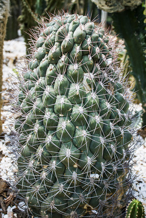 ���̵�������