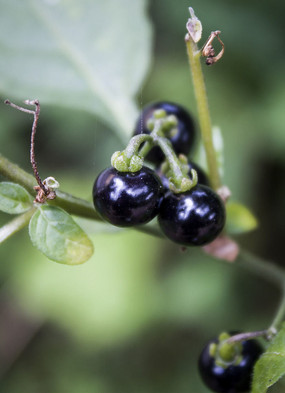 ��ɫ��ɽ����