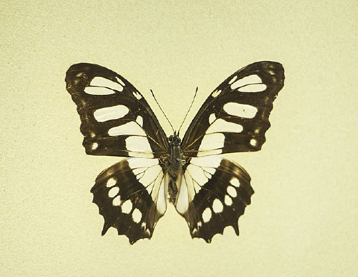 ��β���̵�