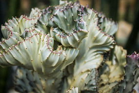 �ȴ�ֲ�ﴺ��