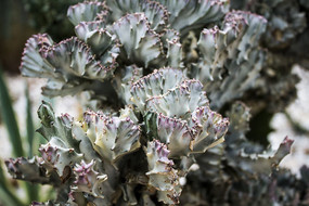 �ȴ�ֲ�ﴺ��