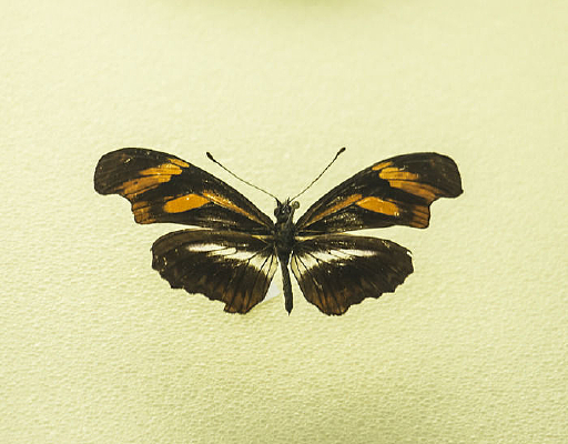 ˫������