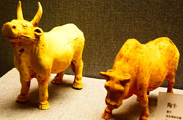 ��ţ-�մ�����չʾ