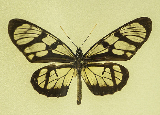 ͸�����ߵ�