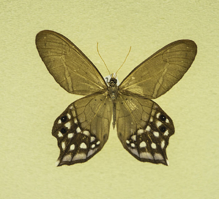 ��β���۵�