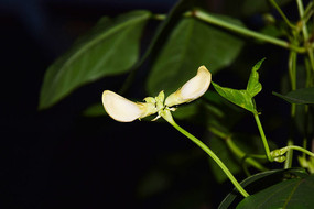 ҹĻ�еĶ��ǻ�