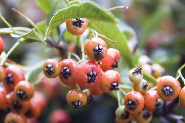 һ����ɫ�Ļ�ѹ�