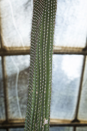 һ���ȴ�ֲ��������