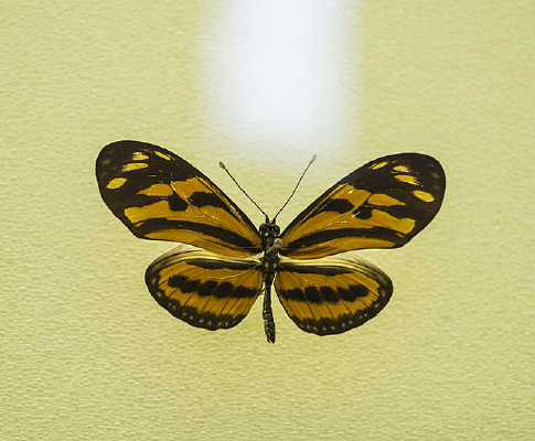 ��ɯ�����