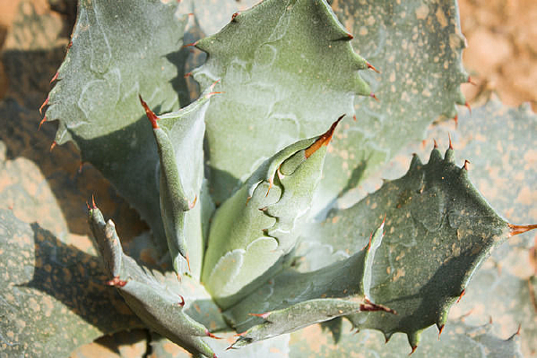 һ������