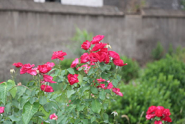 ���ʶ���