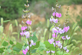 ��ɫ�Ķ��ǻ�