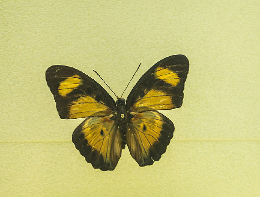 ���������̵�