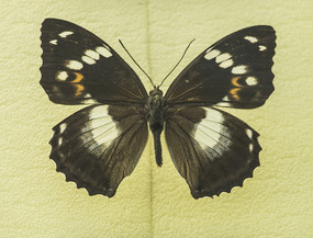 װԻ